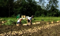 Un documentario del MEAB sulle patate di Annone