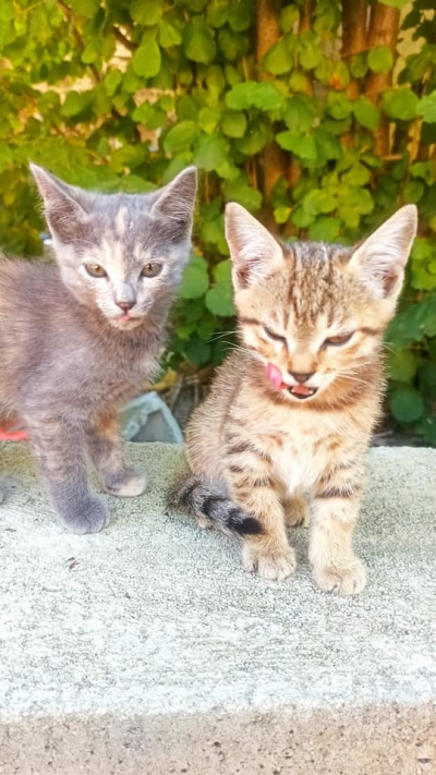 Due gattine a Casargo