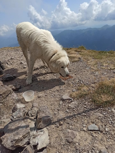 Un cane in alta montagna